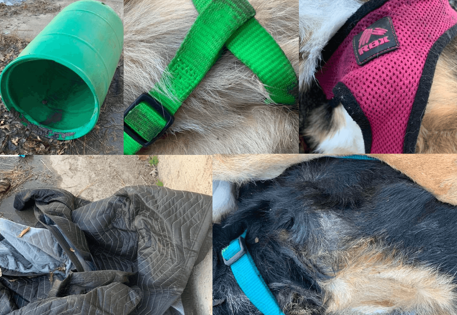 Police ask for public’s help after finding dead puppies in barrel image