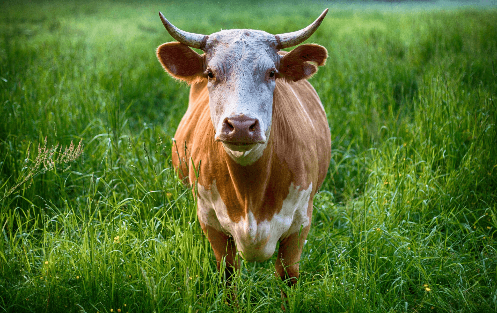 Lawmaker requests AG investigation of OK beef industry image