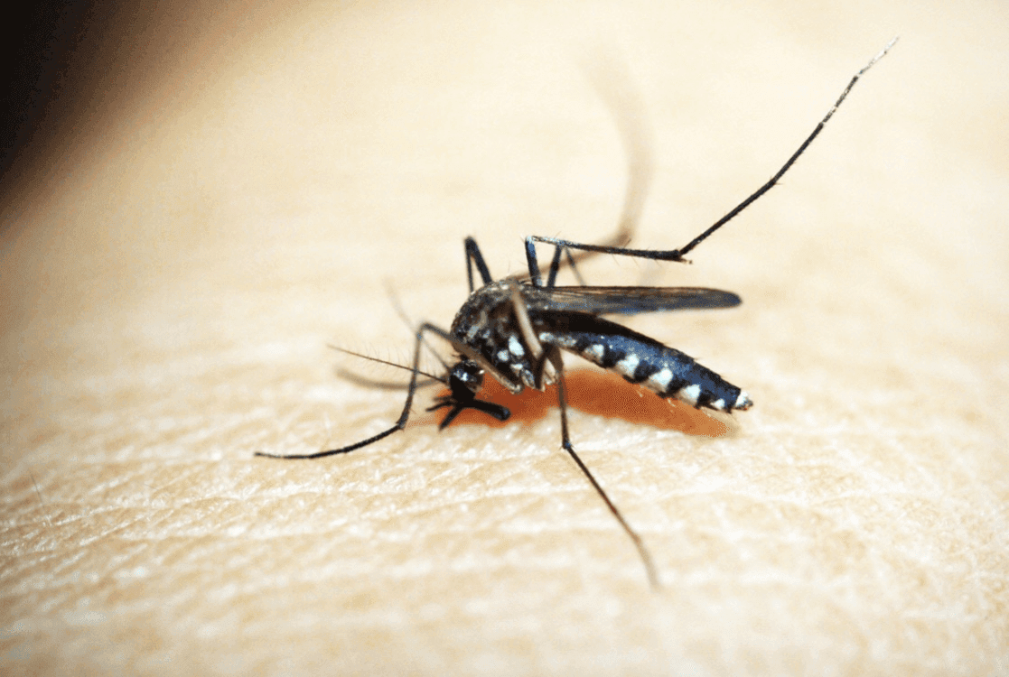 Mosquito trap tests positive for West Nile Virus in Tulsa County image