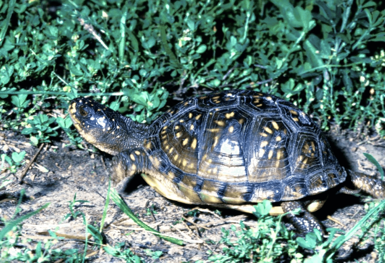 New Jersey man gets probation for smuggling more than 1000 Oklahoma turtles image