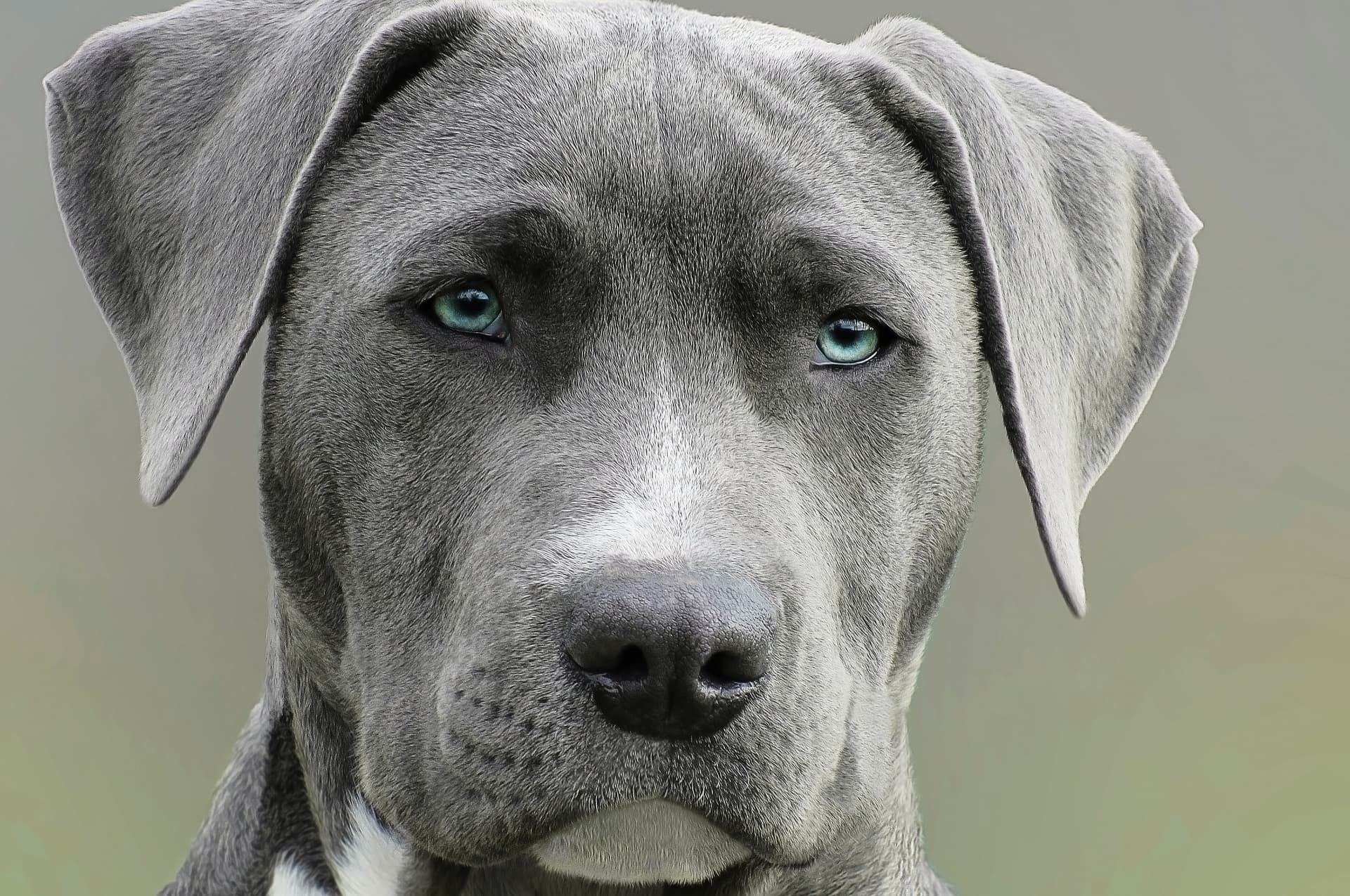 Dogs from local dogfighting ring entering into Guardian Angels Prison Training Program image