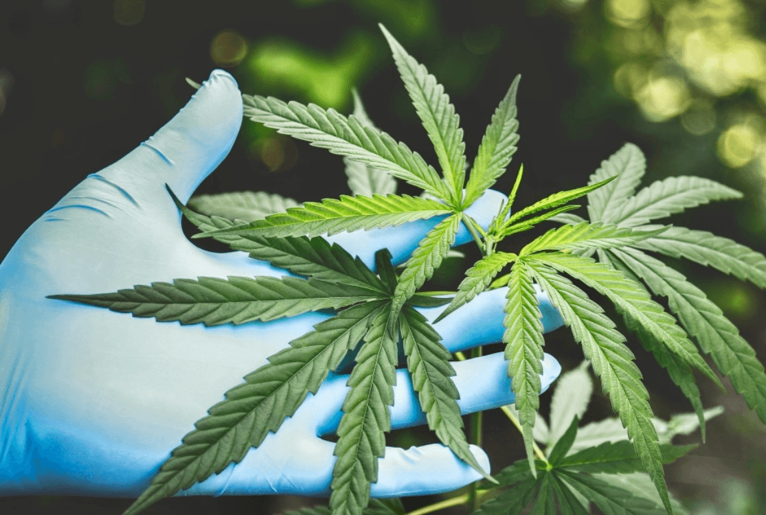 CBD and medical marijuana business inspections set to begin   image