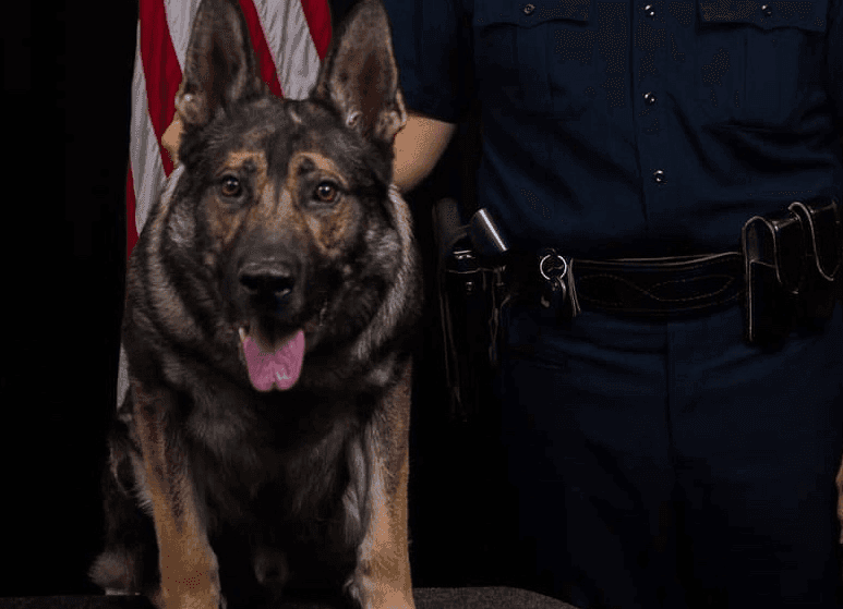 Teenager faces off with K9 during high school break-in, loses image