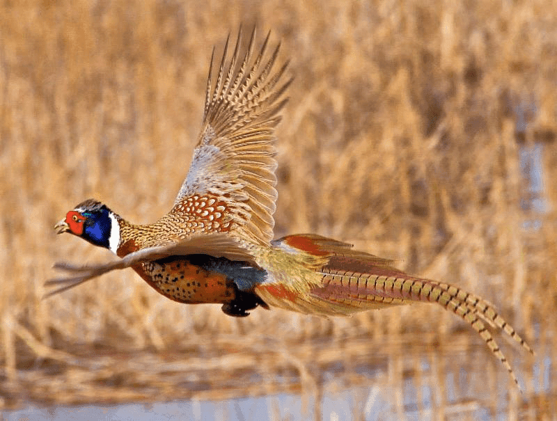 Proposed changes to fish, wildlife rules now open for public comments  image
