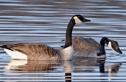 Entry Deadline is Aug. 1 for State Waterfowl Stamp Design Contest image