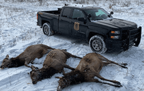 Three men facing charges in elk poaching case image