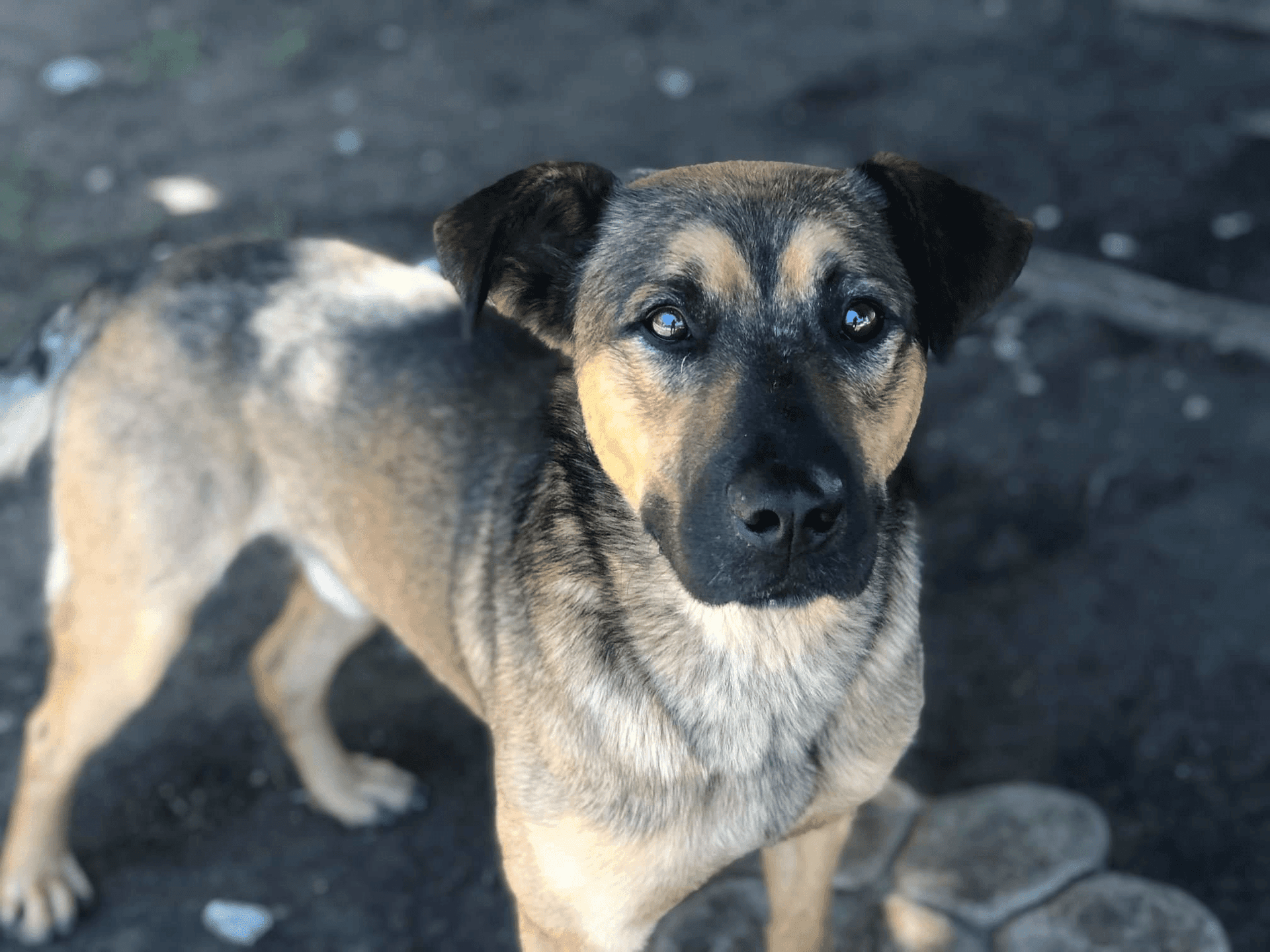 Tulsa Animal Welfare to Extend Shelter Hours, Open Seven Days A Week image