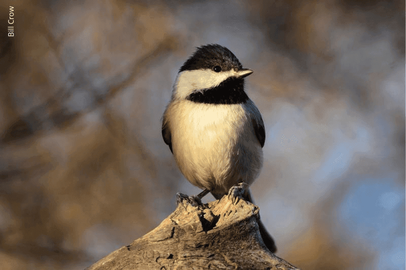 Share Plant and Wildlife Sightings in Statewide Virtual Event image