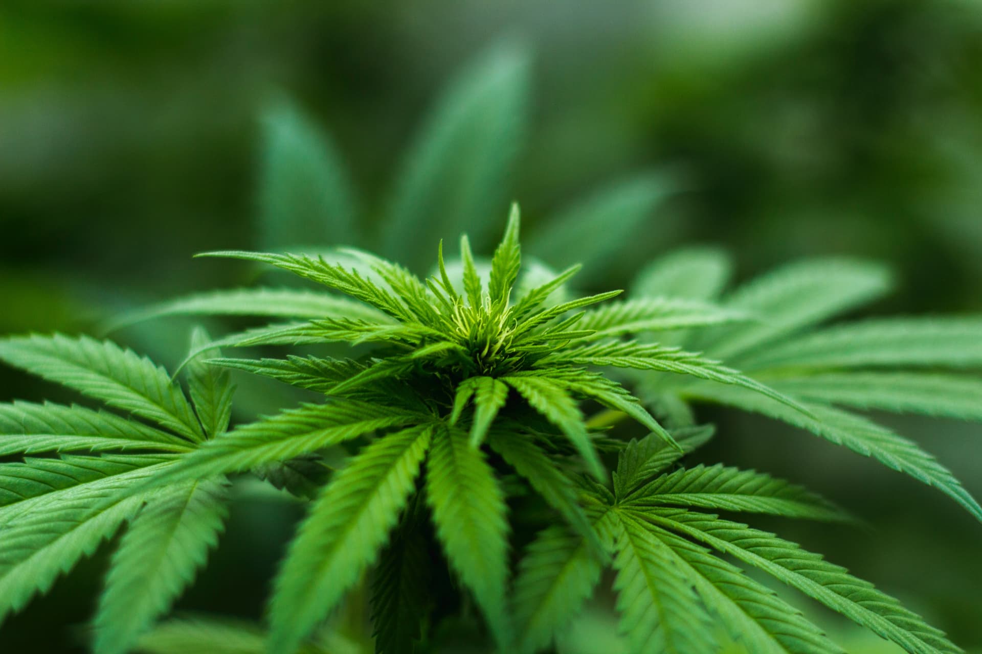 Two teens arrested after breaking into marijuana grow building image