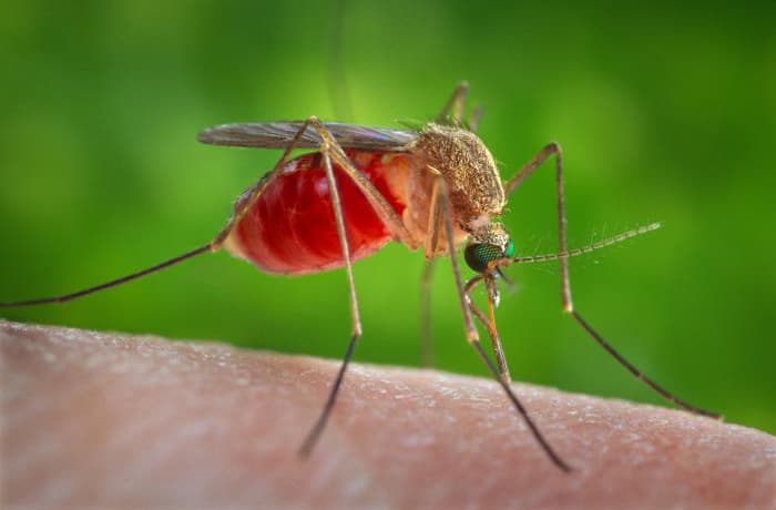 OSDH Offers Tips for a Safe Mosquito Season image