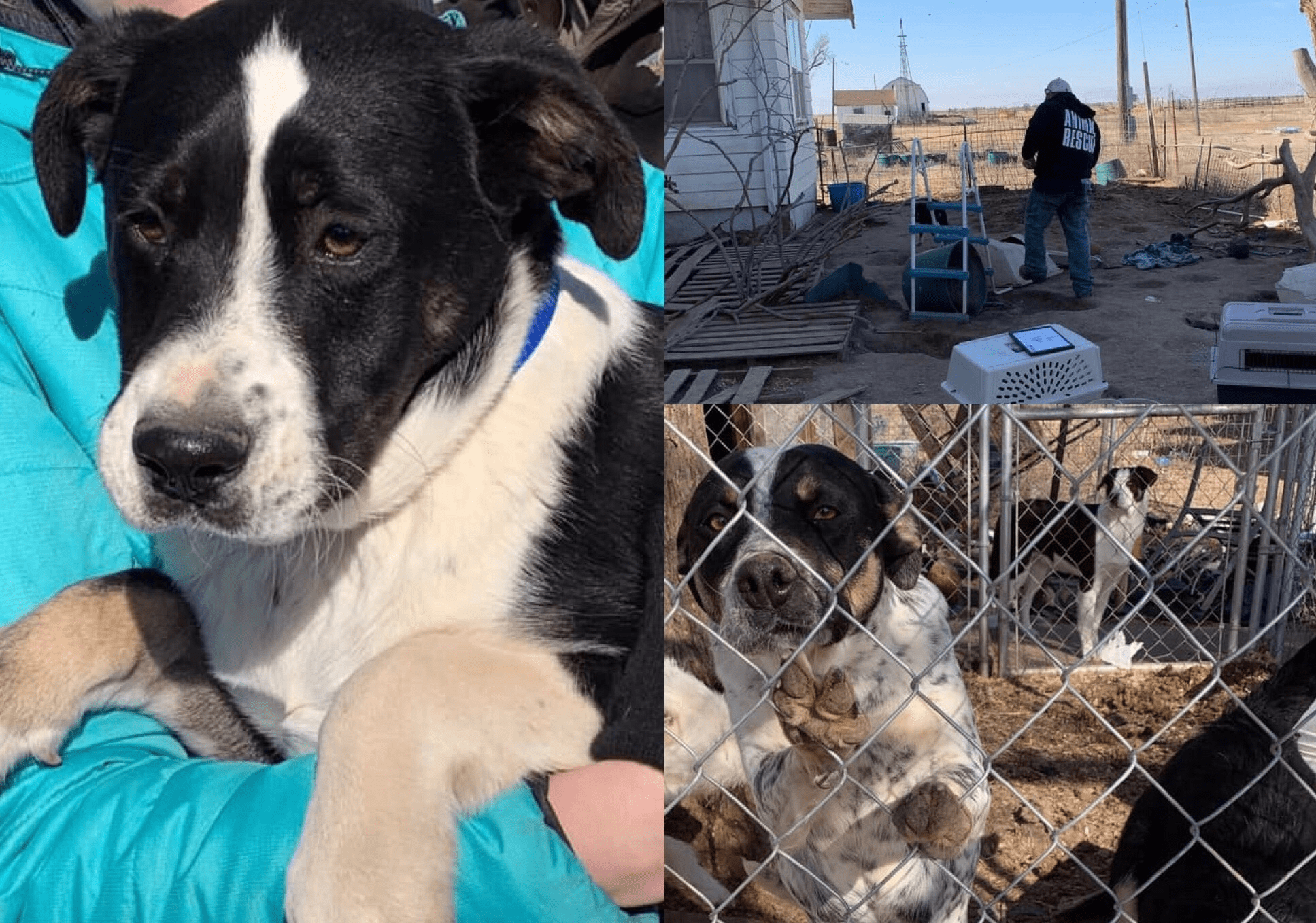 53 dogs rescued from foreclosed property  image