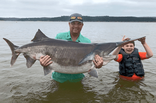 New world record paddlefish hauled from Keystone Lake — again! image