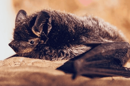 Rabies-Infected Bats Identified in Lincoln County image