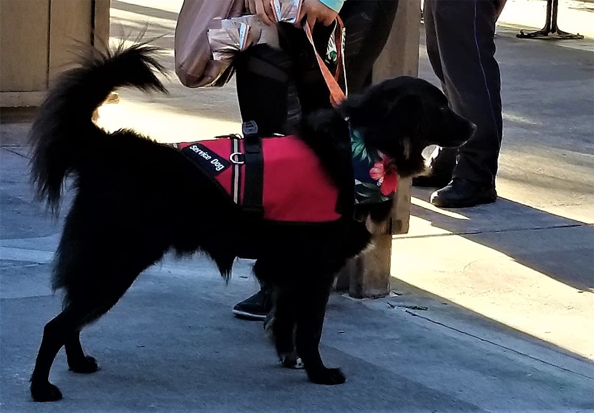 Emotional support animals spark skepticism from some landlords image