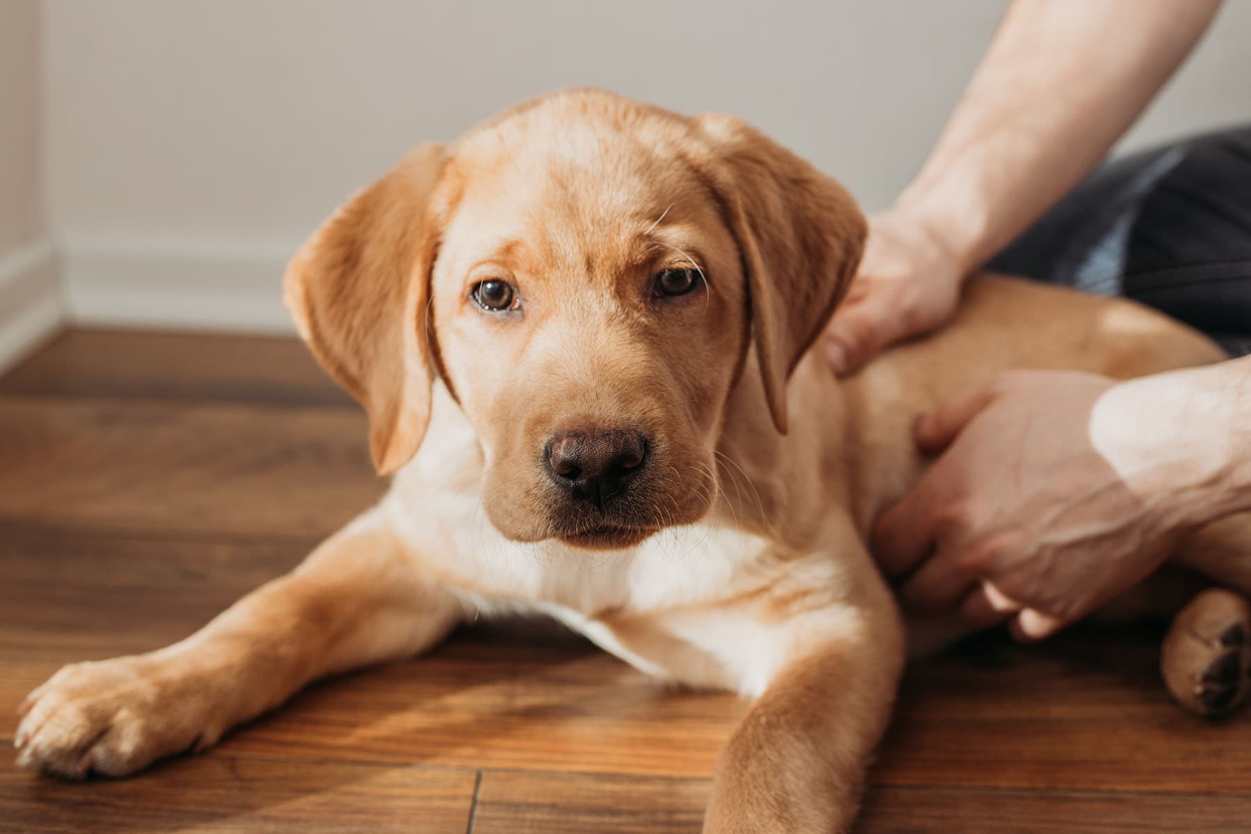 State police encourage emergency kits for pets image