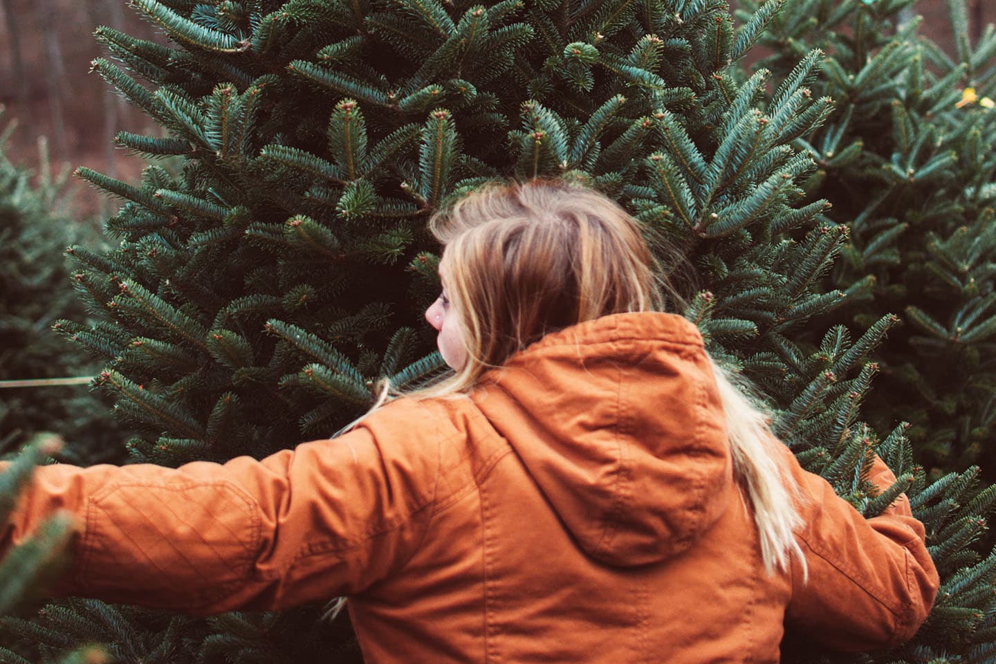 Where to find your Green Country Christmas tree image