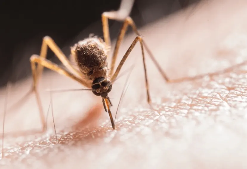 Surveillance program detects mosquitoes carrying West Nile virus image
