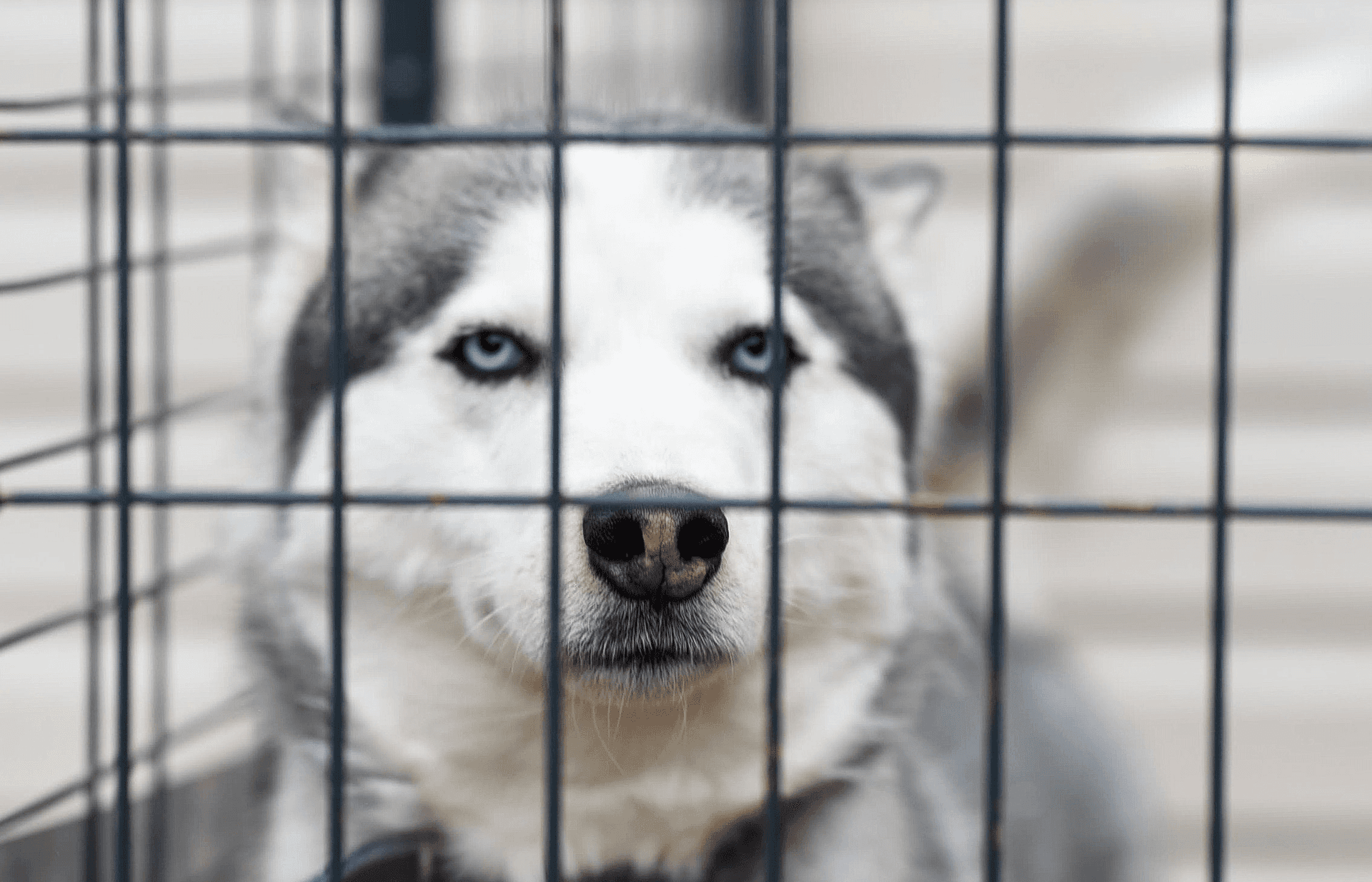 Tulsa Animal Welfare Services no longer accepting walk-ins image