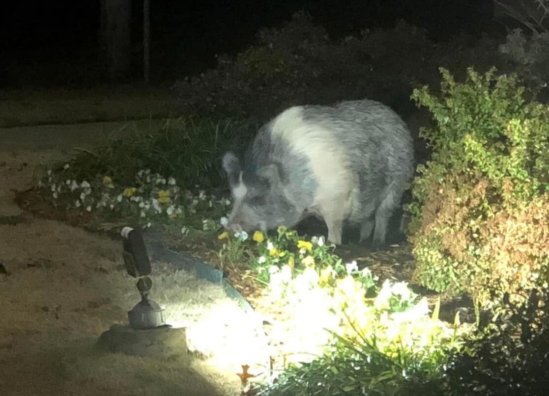'Pig on the loose' entertains Broken Arrow neighborhood on Thanksgiving image