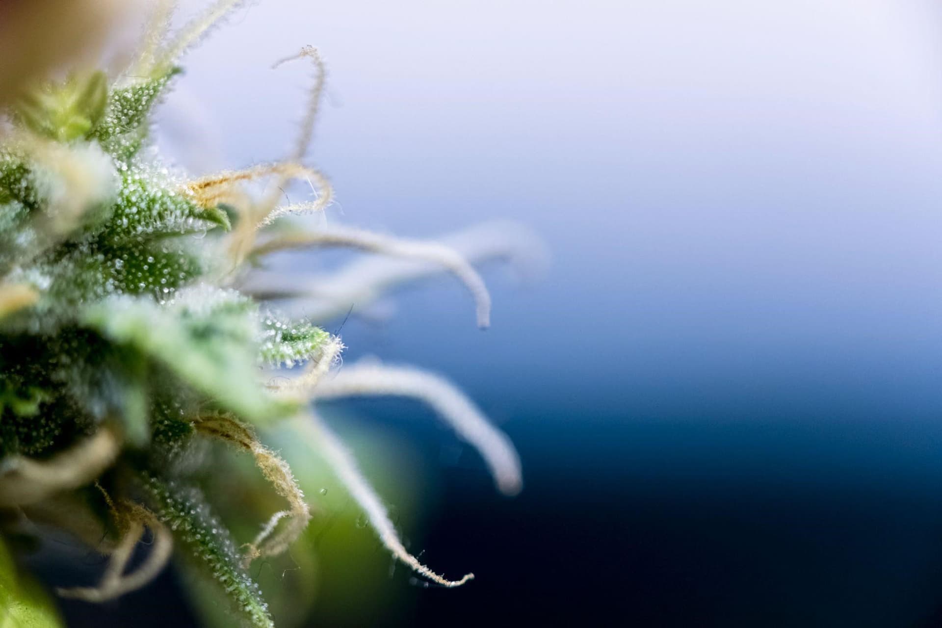 Acapulco Gold 101: The legend behind this time-tested cannabis strain image