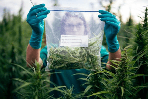 10 Fascinating Cannabis Facts You May Not Know image