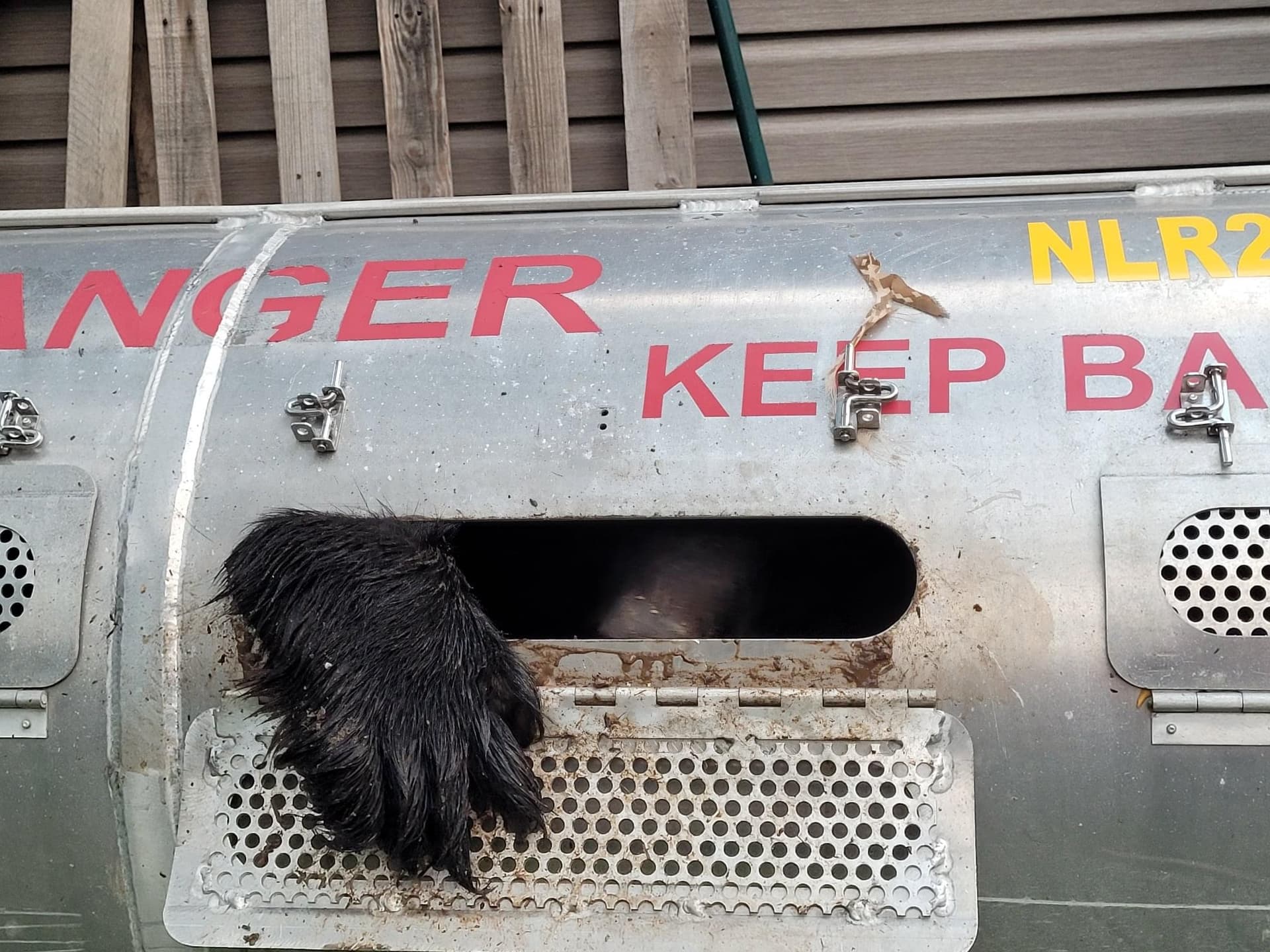 Bear euthanized by DNR after roaming around Traverse City image