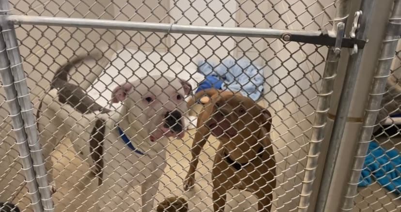 Humane Society hopes to make adoption forms more accessible for Spanish speakers image
