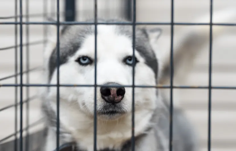 Animal Welfare Commission to Host Special Meeting to Hear Public Feedback on New Animal Shelter image