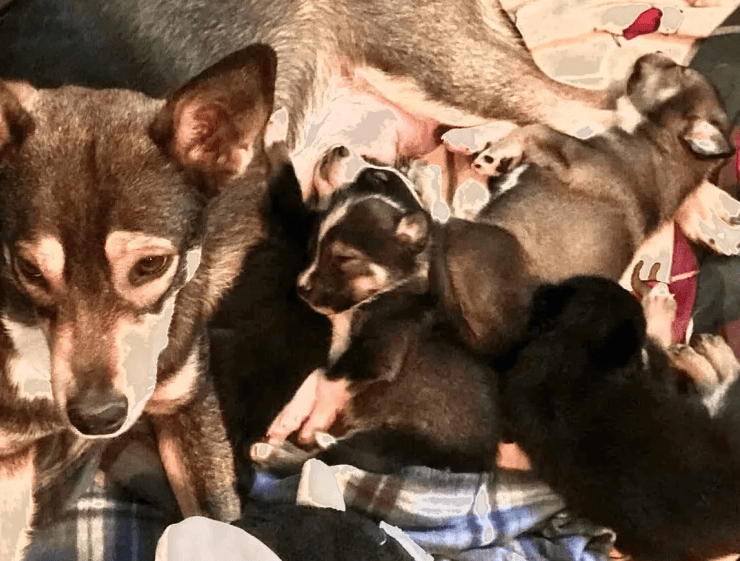 Broken Arrow shelter pleads for donations to avoid bankruptcy image