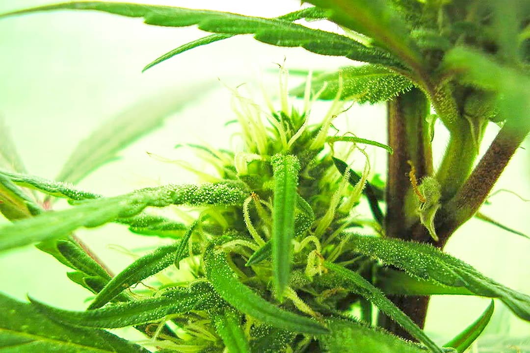 One in custody after dispensary robbery turns deadly image