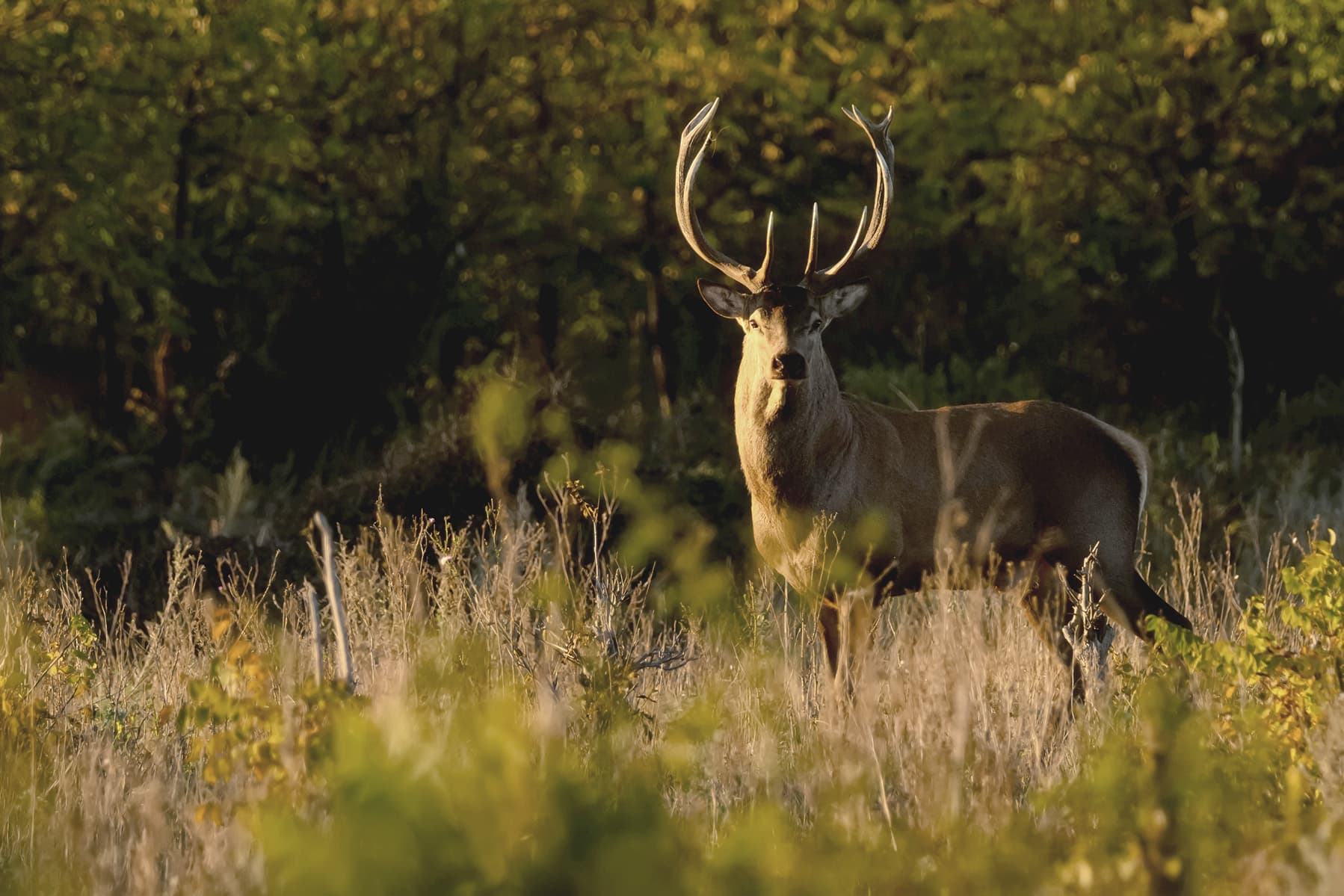 Wildlife Agreement Expands Opportunities for Tribal Citizens image