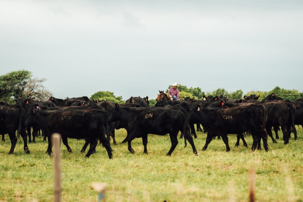 ON Ranch pursues leads in cattle theft, deaths image