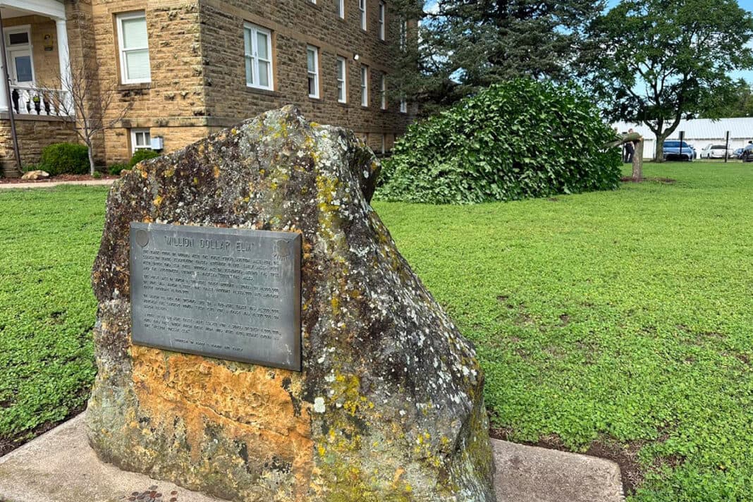Mystery of the Million Dollar Elm image